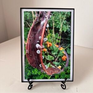 Framed Original Nature Photograph 5x7 Frame Size